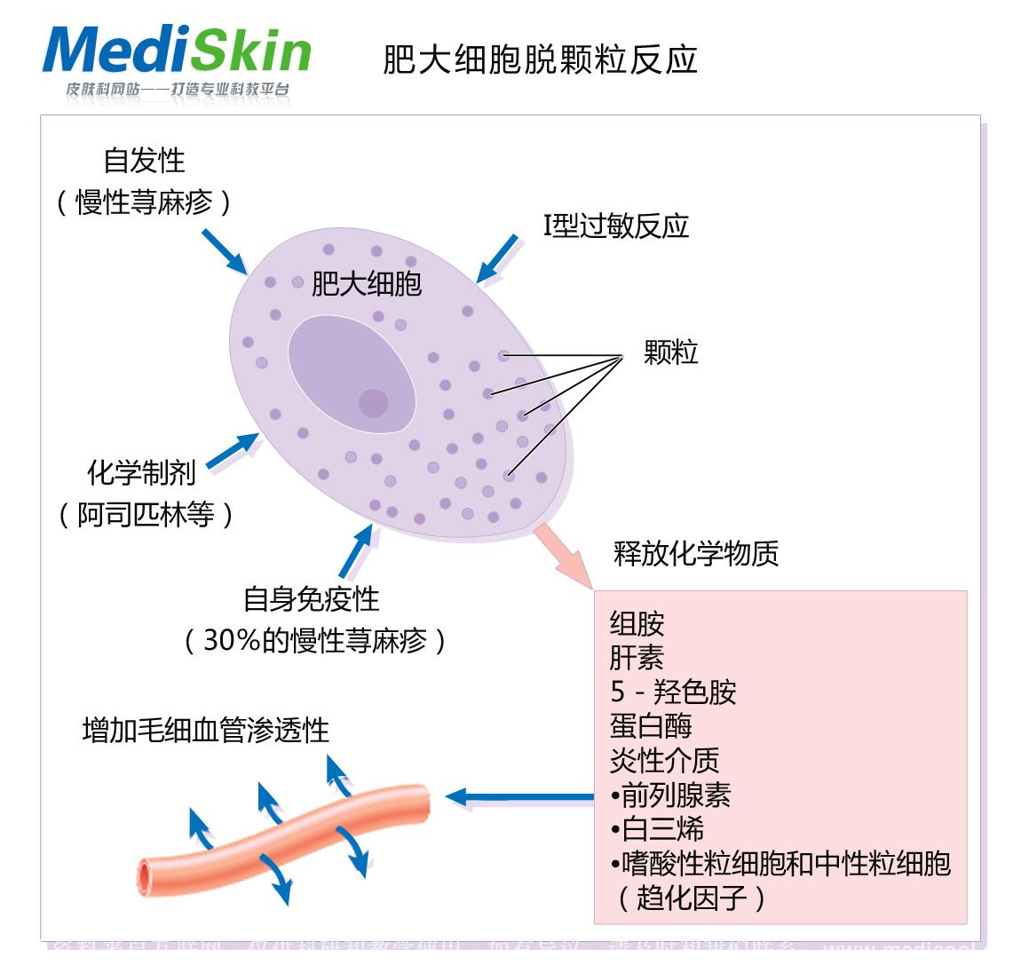 肥大细胞脱颗粒反应